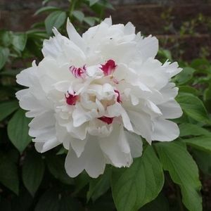 Meet your Posher, Ella